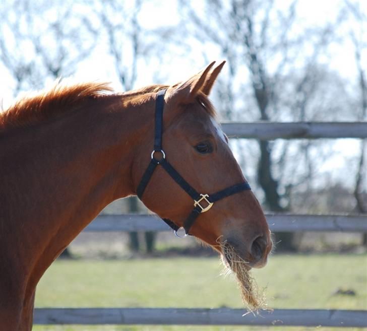 Dansk Varmblod Ninette *DØD*  billede 3