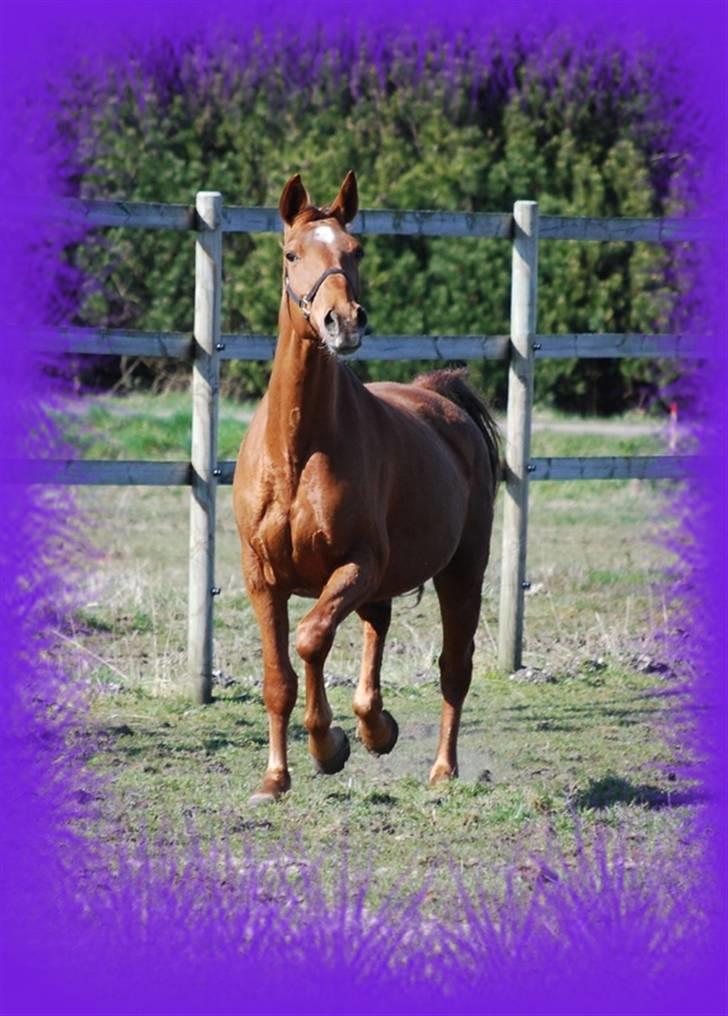 Dansk Varmblod Ninette *DØD*  billede 4