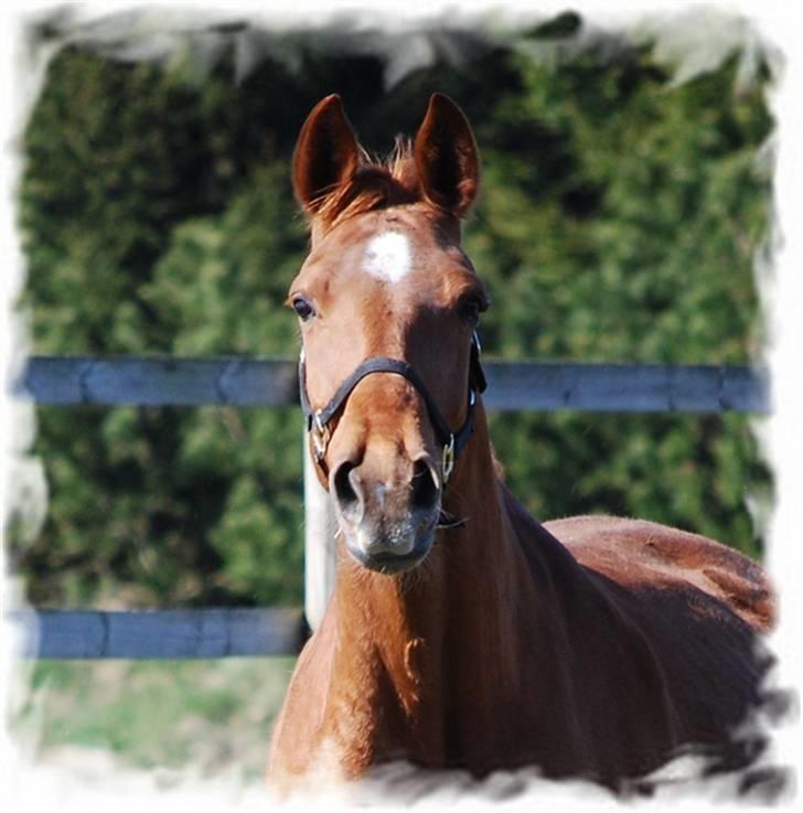 Dansk Varmblod Ninette *DØD*  billede 5