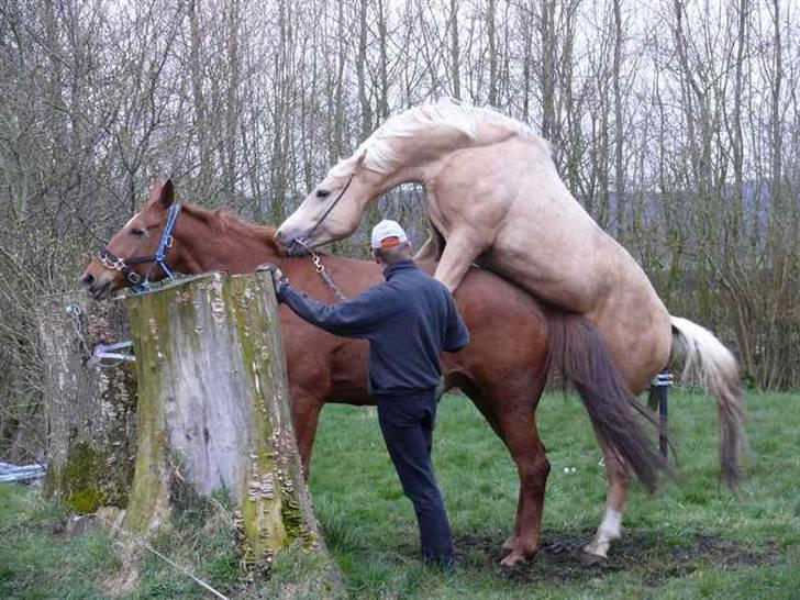 Dansk Varmblod Ninette *DØD*  - her er ninette oppe på stutteri kærgaarden for at blive bedækket af deres dejlige palomino hingst Amarone billede 6