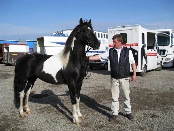 Barockpinto Bonte Niro Avlshingst - kåring 2008 marts billede 1