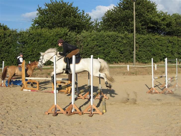 Anden særlig race Asgogårds Dusty SOLGT RIP - dusty er flyvende ;b billede 17