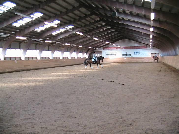 Oldenborg Safian's Gormline  billede 17