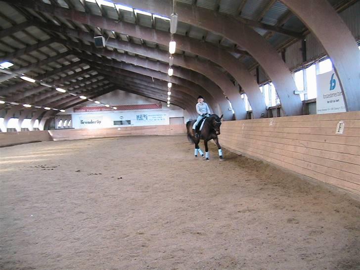 Oldenborg Safian's Gormline  billede 20