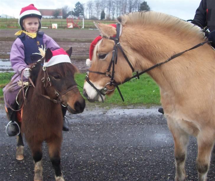 Anden særlig race Romoses Charming Charlie - Hej Jolly billede 6