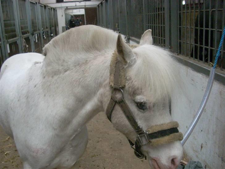 Welsh Pony af Cob-type (sec C) Ginie *UDLÅNT* - Søde Ginie på Staldgangen<3<3 billede 7