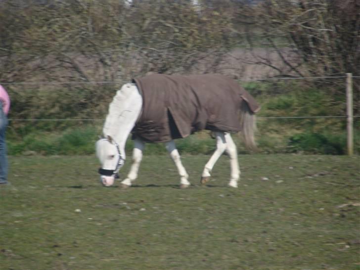 Welsh Pony af Cob-type (sec C) Ginie *UDLÅNT* - græser o går sammetididigt billede 8