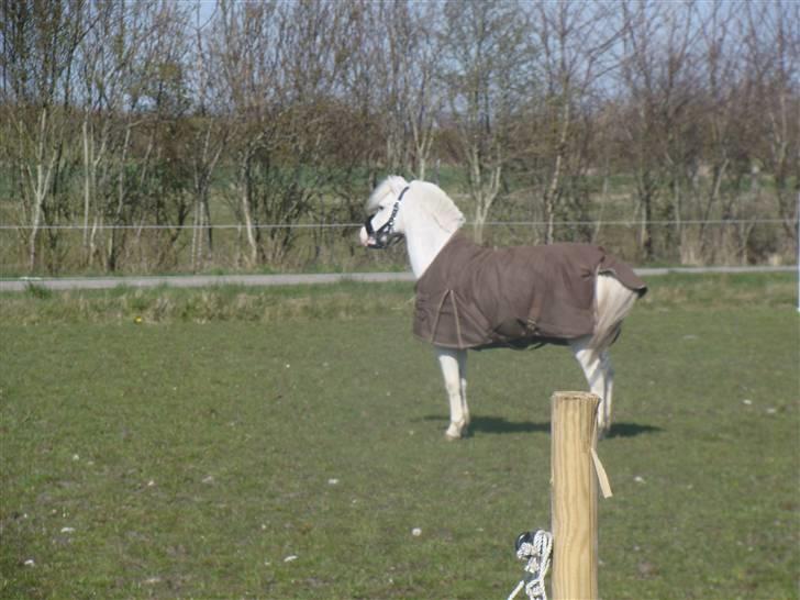 Welsh Pony af Cob-type (sec C) Ginie *UDLÅNT* - parade på marken billede 9