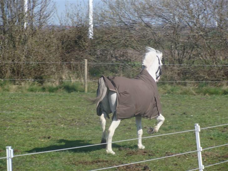 Welsh Pony af Cob-type (sec C) Ginie *UDLÅNT* - Så er Ginie skredet billede 11