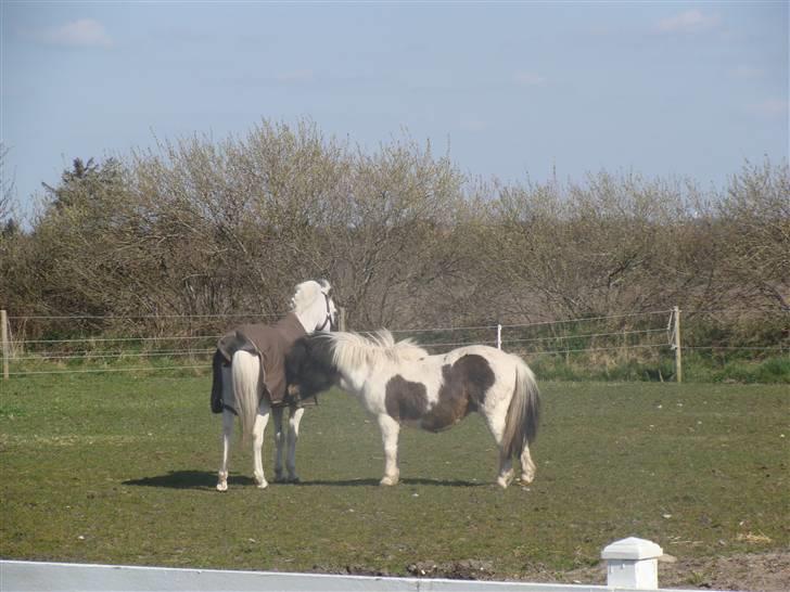 Welsh Pony af Cob-type (sec C) Ginie *UDLÅNT* - Ginie og Rasmus nuser billede 13