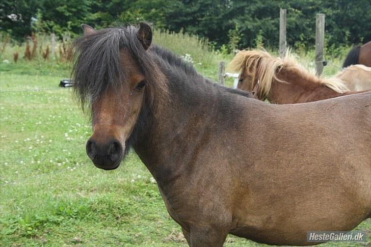 Shetlænder Andrea   - velkommen til andrea s profil billede 1
