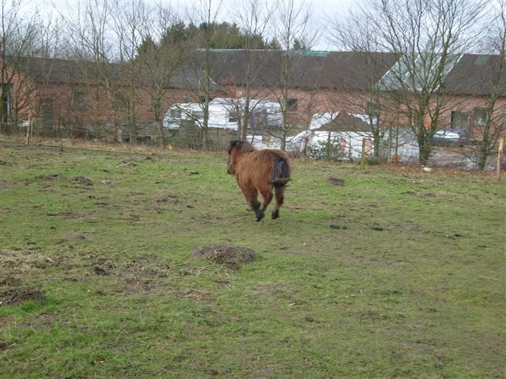 Shetlænder Andrea   - elsker at galoper på marken billede 2