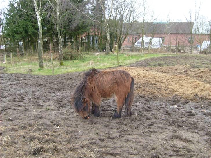 Shetlænder Andrea   - hvad er det billede 3
