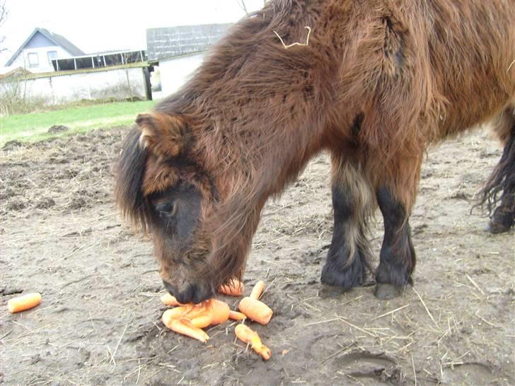 Shetlænder Andrea   - mums gulerøder billede 4