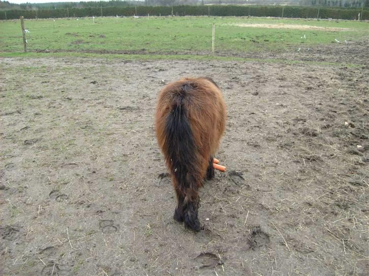 Shetlænder Andrea   - jeg har en sød numse billede 5