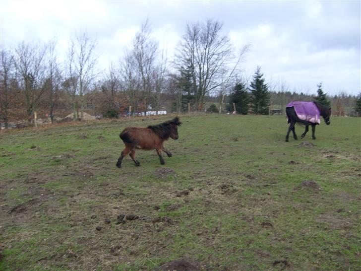 Shetlænder Andrea   - så går det løs billede 6