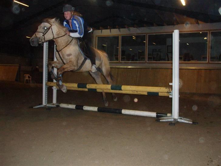 Anden særlig race Yellow lady * Aflivet * - Mig & Lady , over en mini okser  billede 12