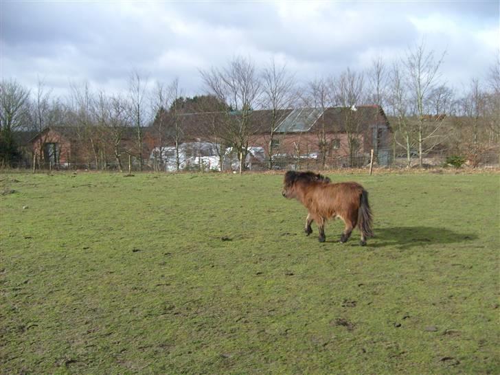 Shetlænder Andrea   - trav billede 7