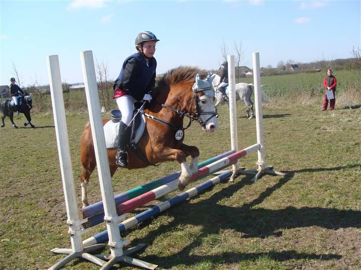 Welsh Pony (sec B) Hannibal  (SOLGT!)  - opvarmnings spring i skærbæk billede 14