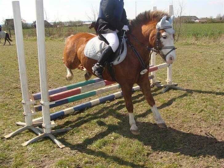 Welsh Pony (sec B) Hannibal  (SOLGT!)  - et lille hop billede 15