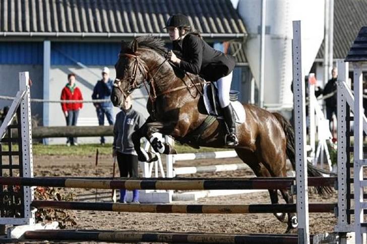 Welsh Cob (sec D)  - Amira (SOLGT) - 9;  Lc i Nibe - september 2009. billede 9