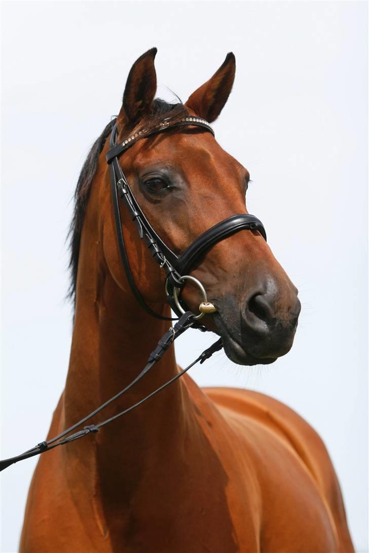 Dansk Varmblod Sivic - Sivic min skønne hest billede 1