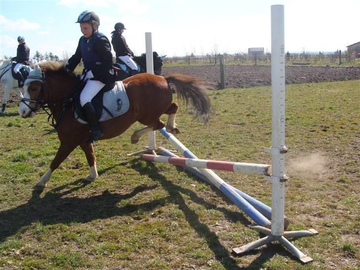 Welsh Pony (sec B) Hannibal  (SOLGT!)  - Se lige hans bagben:P billede 16