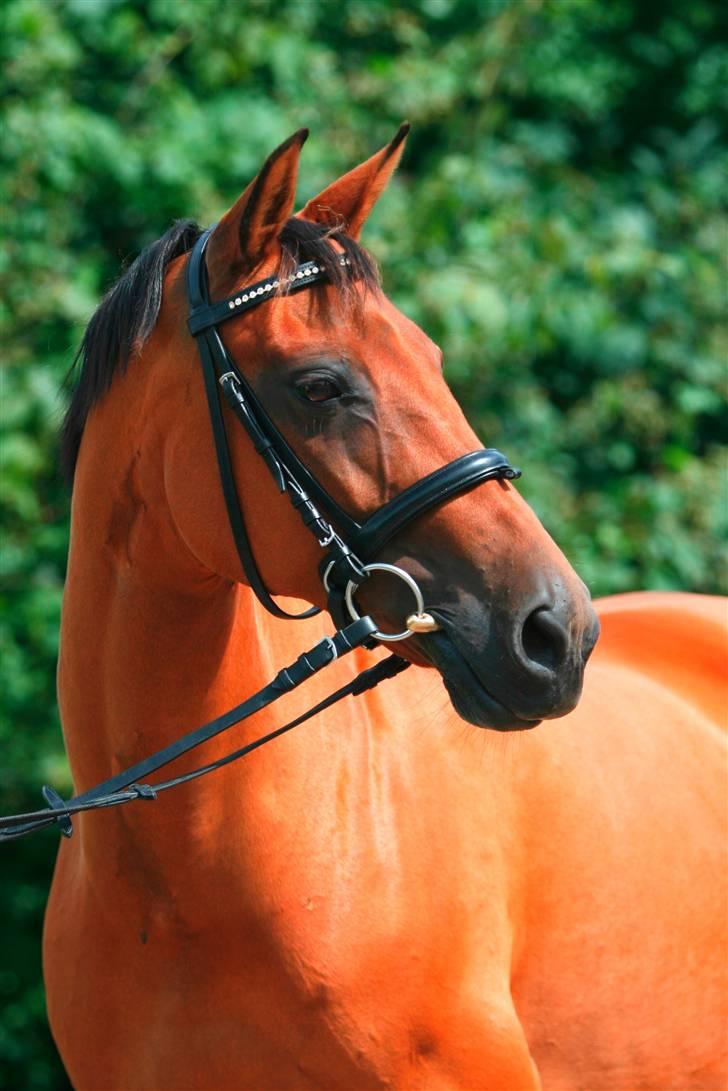 Dansk Varmblod Sivic billede 2