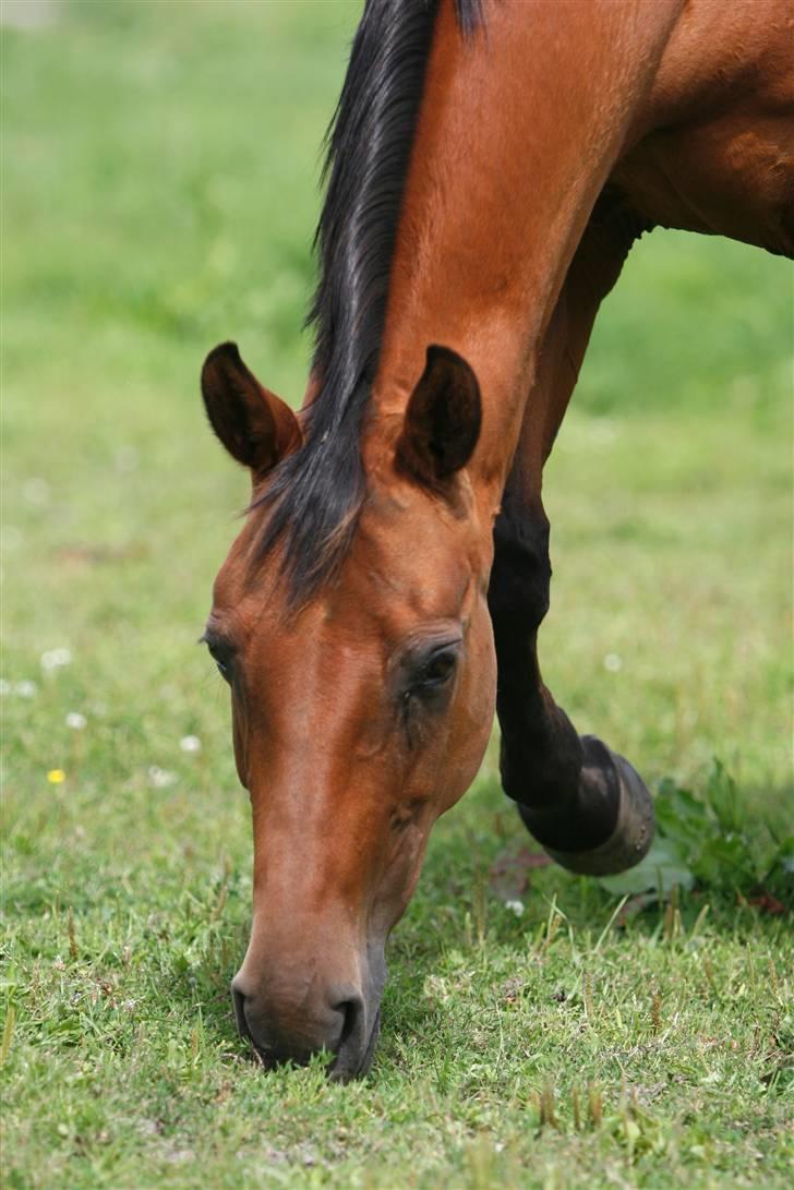 Dansk Varmblod Sivic - Hyggebilled fra folden billede 3