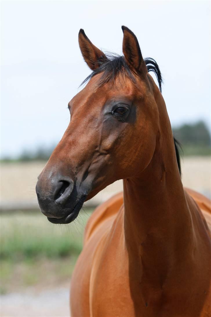 Dansk Varmblod Sivic - Min dejlige hest billede 4