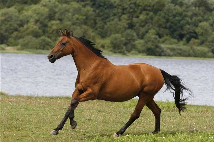 Dansk Varmblod Sivic - I fuld galop på den store fold billede 5