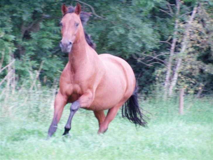 Dansk Varmblod Sivic - uha ser noget tyk ud, ligner lige nu sin gravide ejer;-) billede 6