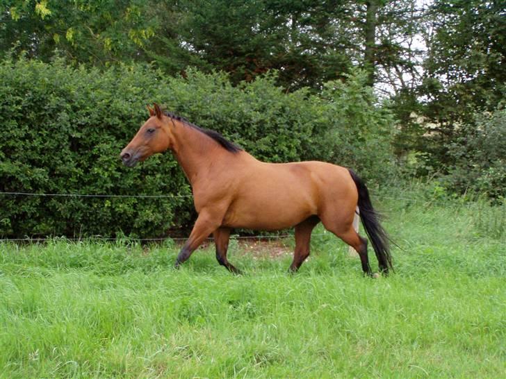 Dansk Varmblod Sivic - Men vi kan da trave mere end hvad min ejer kan... billede 7