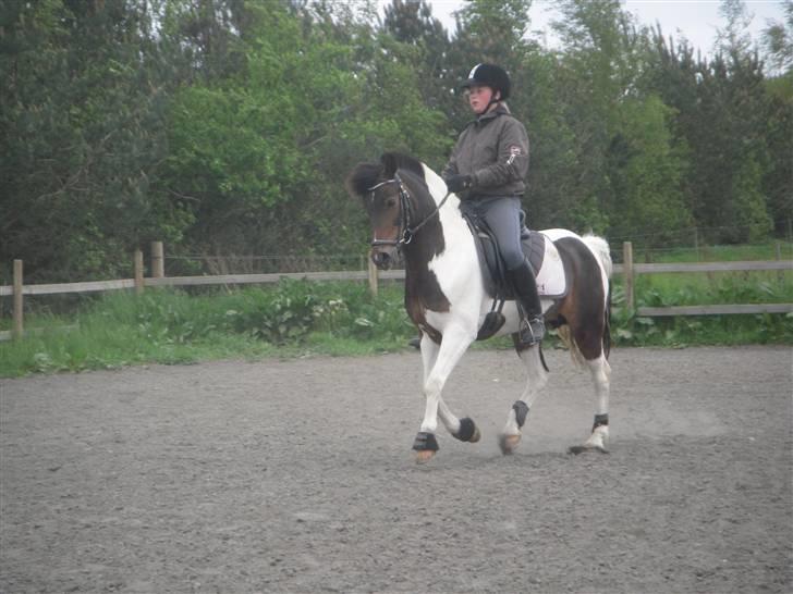 Anden særlig race Mille. - (SOLGT) - Dressurtræning. Du er & bliver en komplet stjerne! <3 - jeg kommer til at savne dig. billede 4