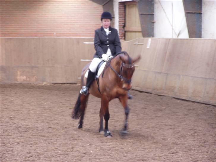 Dansk Varmblod Sivic - Stævnebilled  billede 8