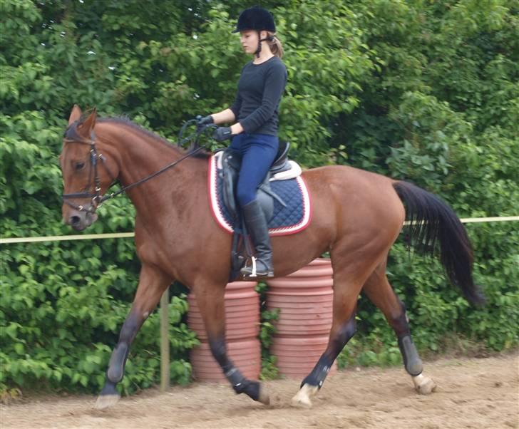 Traver Jelly Bean - Jelly og mig- dressur d. 02- 08- 09 <3 læg mærke til benene (: billede 10