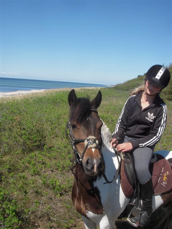 Anden særlig race Mille. - (SOLGT) - På stranden med prinsessen. (´:  billede 6