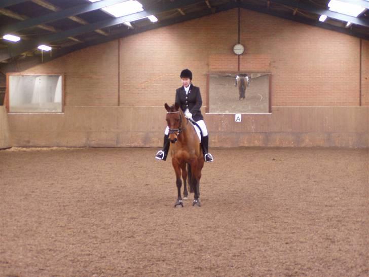 Dansk Varmblod Sivic - Stævnebilled  billede 9