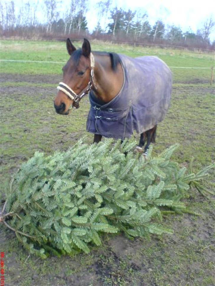 Dansk Varmblod Sivic billede 10