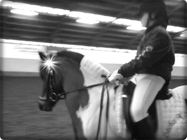 Anden særlig race Mille. - (SOLGT) - Dressur stævne i Rønne. (o: billede 8