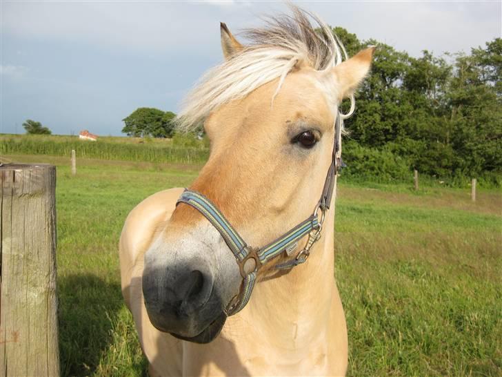 Fjordhest Nørgårdens Athene - hoved billede:) sommer 08 billede 1