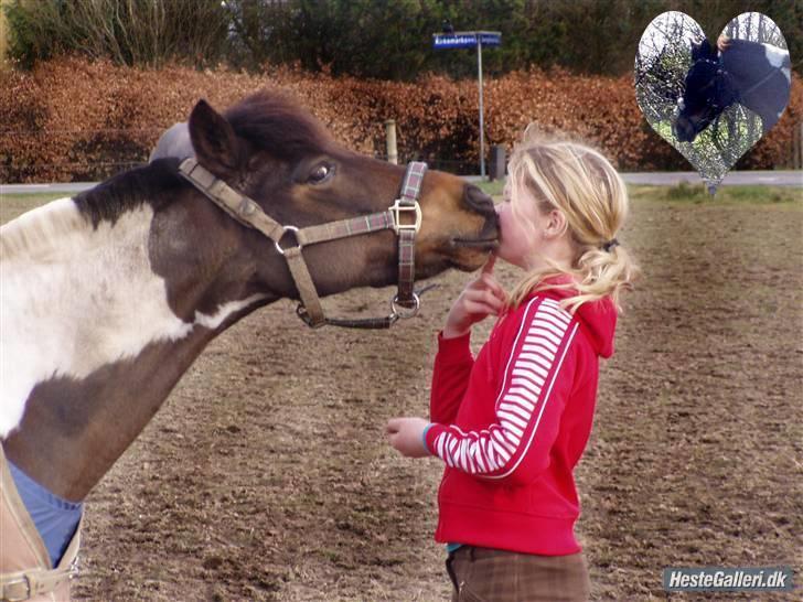 Anden særlig race Mille. - (SOLGT) - kyyys! - jeg savner dig! s: billede 10