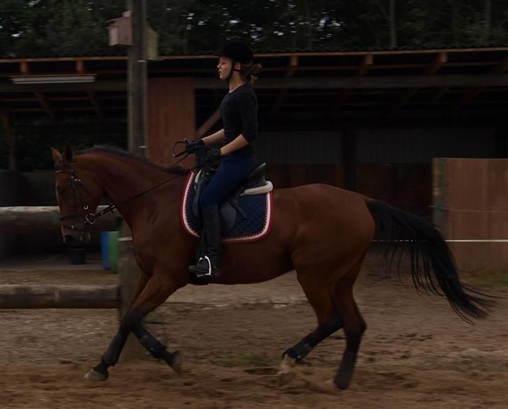 Traver Jelly Bean - Jelly og mig i galop- d. 02- 08- 09 <3 billede 14