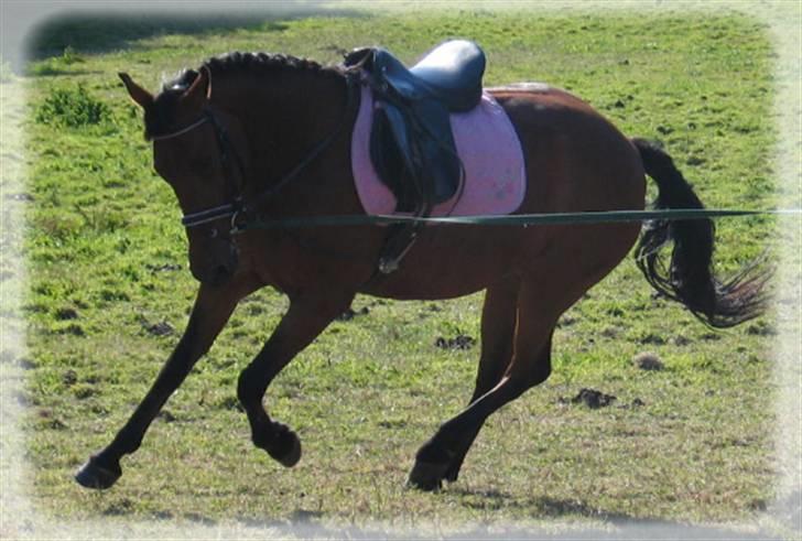 Anden særlig race 'Lille' Flicka - Foto: Mig billede 16