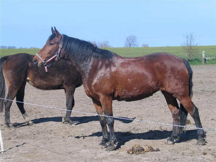 Anden særlig race 'Lille' Flicka - Foto: Mig billede 18