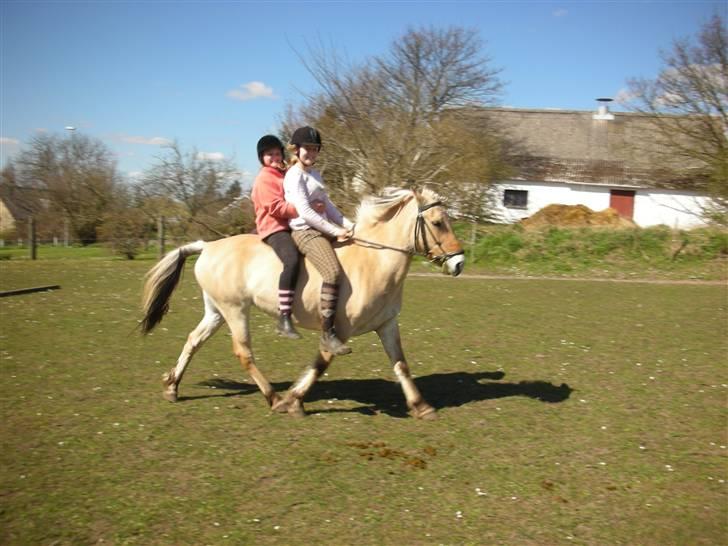 Fjordhest Nørgårdens Athene billede 2