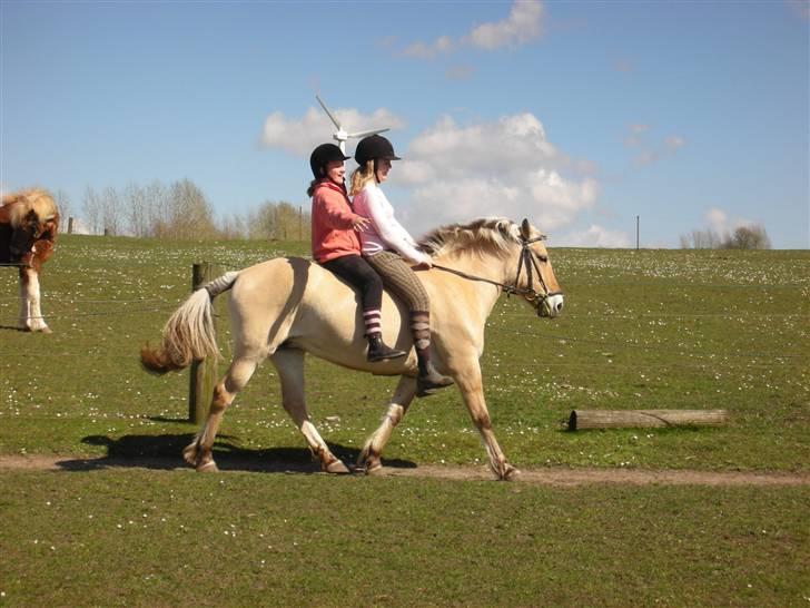 Fjordhest Nørgårdens Athene - trav  billede 3