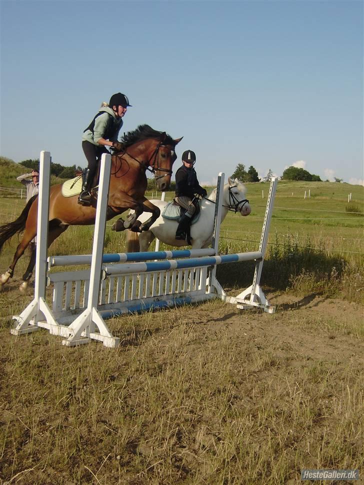 Hollandsk Sportspony Don Quichote R.I.P <3 - Mig og Don som flyver afsted over springene... :) billede 9
