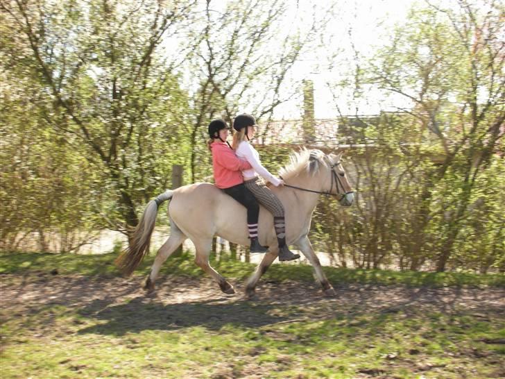 Fjordhest Nørgårdens Athene - trav, billede 4