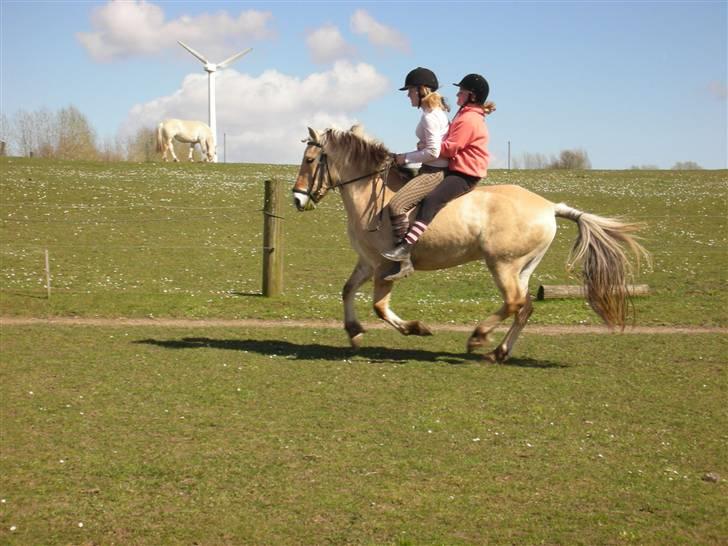 Fjordhest Nørgårdens Athene - athene sabrina og jeg:) billede 5